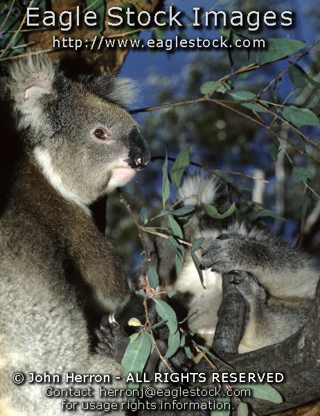 Koala Bear Pictures #koala2237083-11 - Koala's are so cute.   You can have this wonderful picture hanging on your den wall.